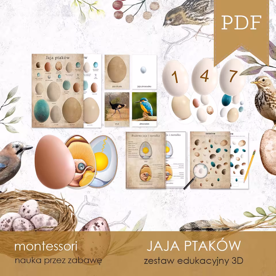 Ptaki - Jaja - Zestaw edukacyjny 3D