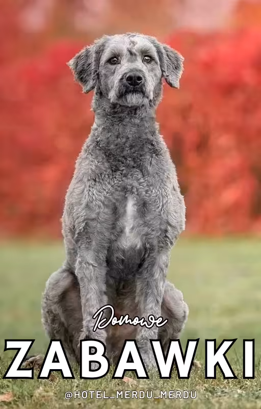 Domowe zabawki dla psa