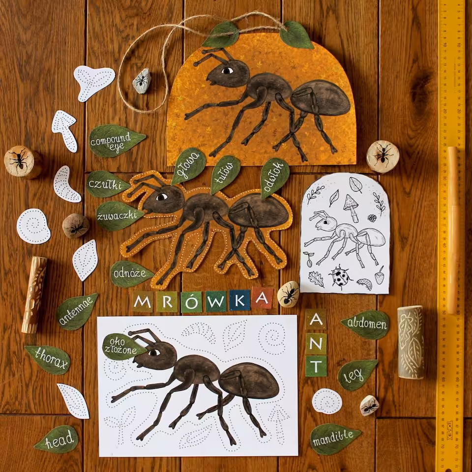 E-book ANATOMIA MRÓWKI Flora i Fauna Montessori