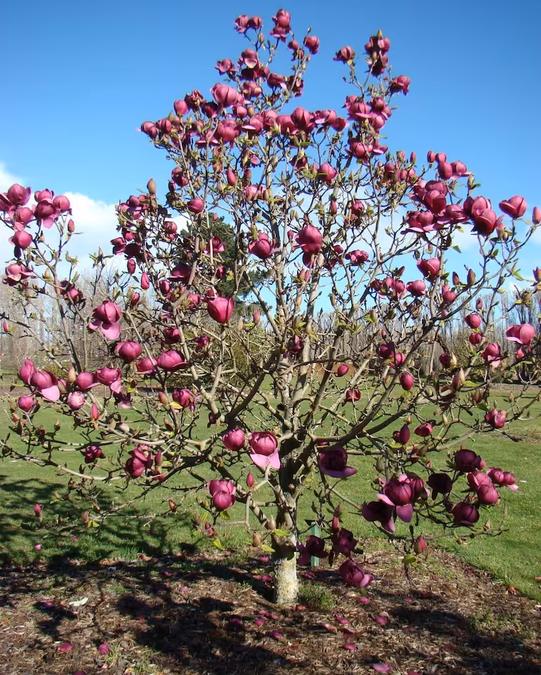 Magnolia Black Tulip