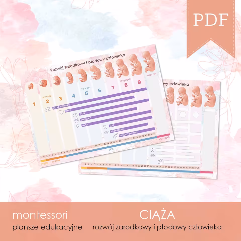 CIĄŻA - Rowój narządów