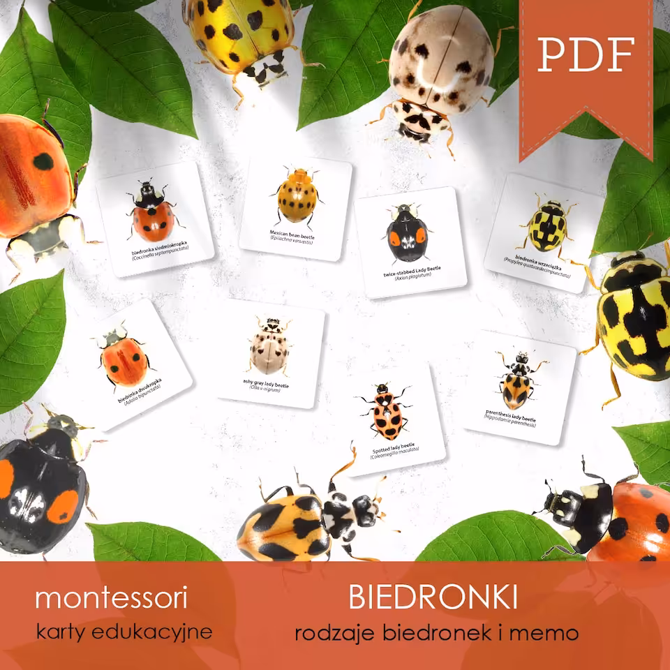 Biedronka - Karty edukacyjne