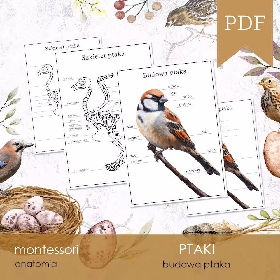 Ptaki - Budowa ptaka