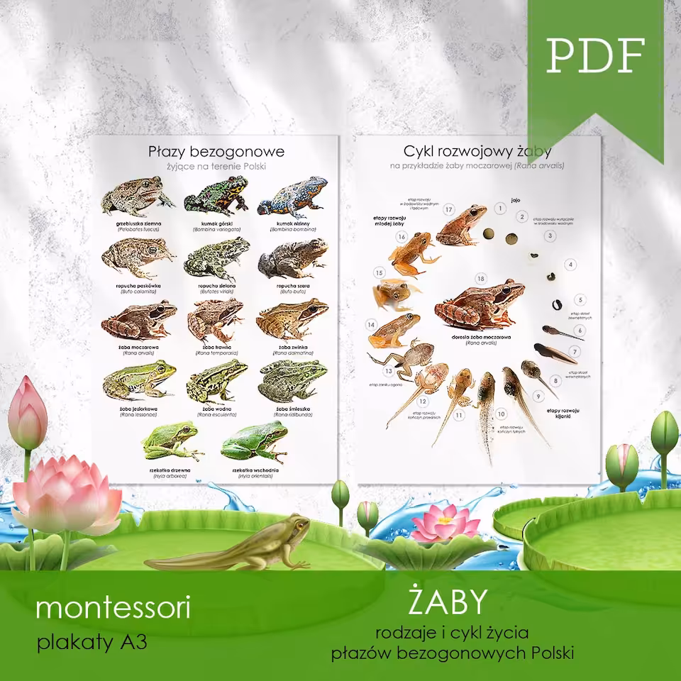 Żaby - Plakaty
