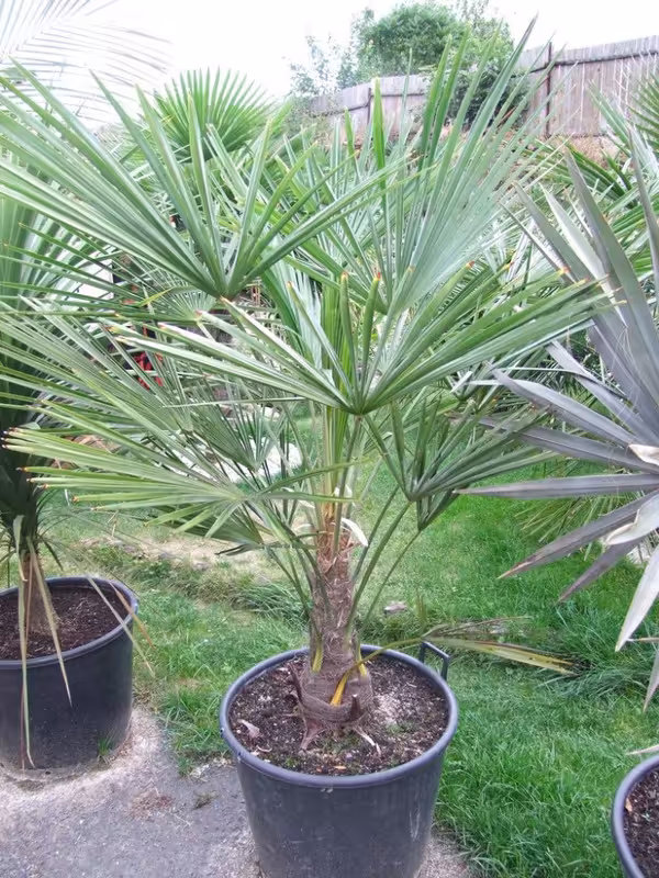 Palma Trachycarpus  don 17