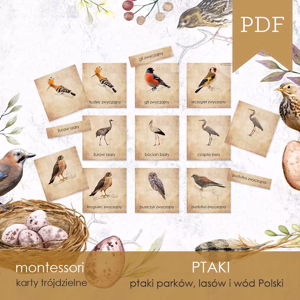 Ptaki - Karty edukacyjne trójdzielne