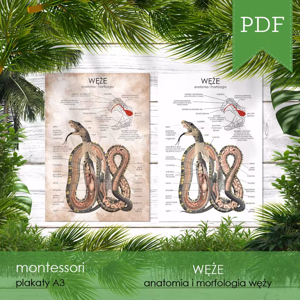 Węże - Anatomia węża