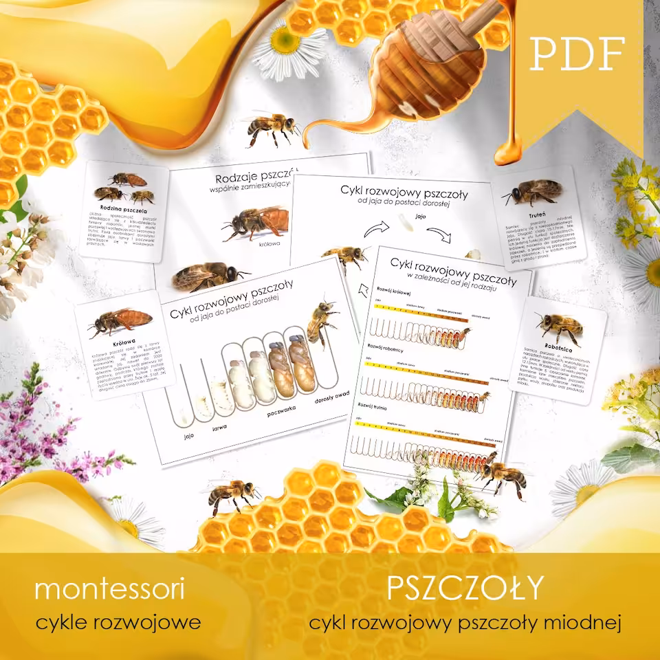 Pszczoły - Cykl życia pszczoły