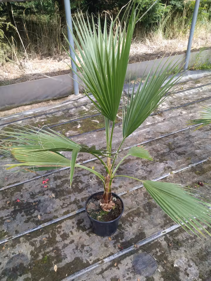 Palma waszyngtonia robusta 120 cm