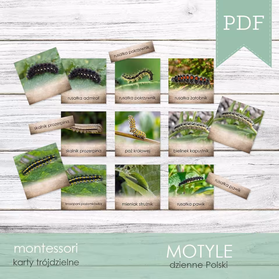 Motyle - Gąsienice motyli - Karty trójdzielne