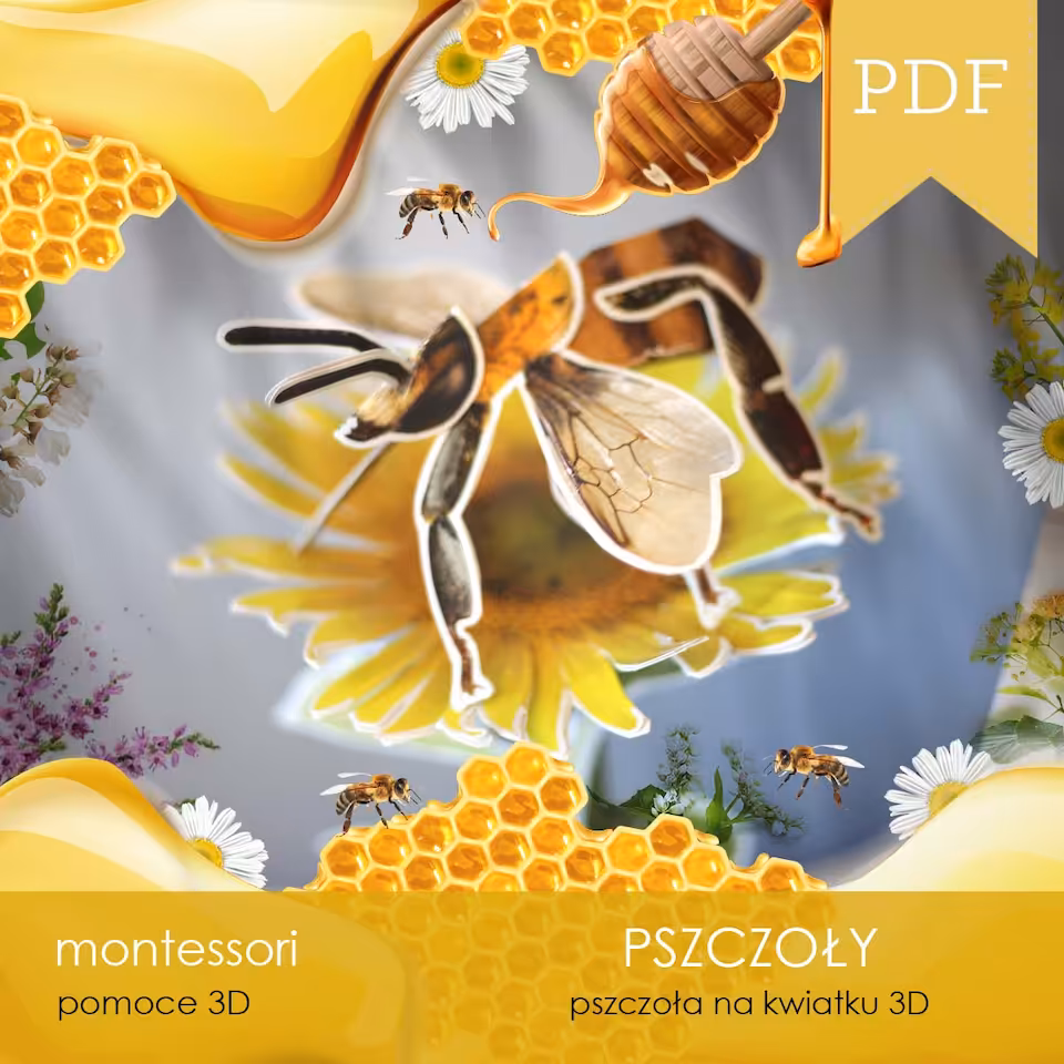 Pszczoły - Budowa pszczoły