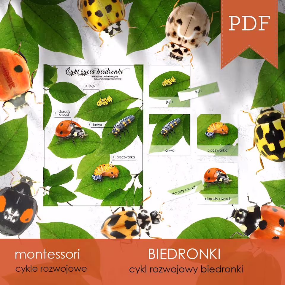 Biedronka - Cykl życia biedronki