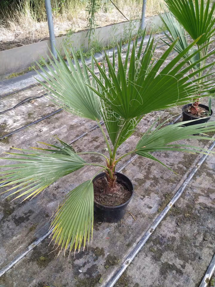 Palma waszyngtonia robusta 90 cm