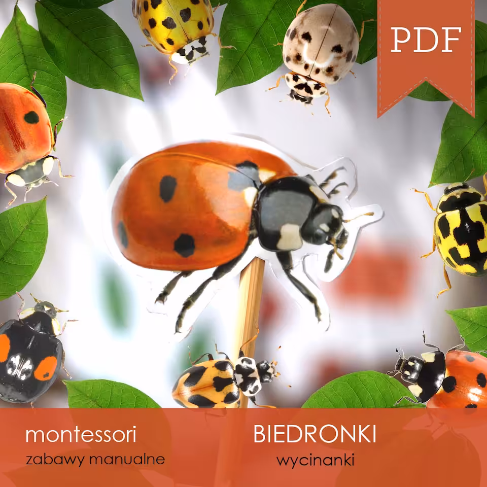 Biedronki - Biedronki na patyczkach