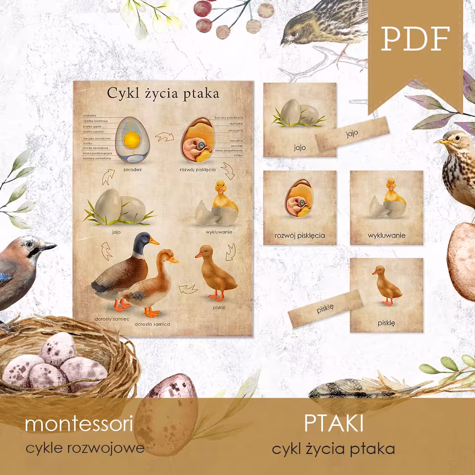 Ptaki - Cykl życia ptaka