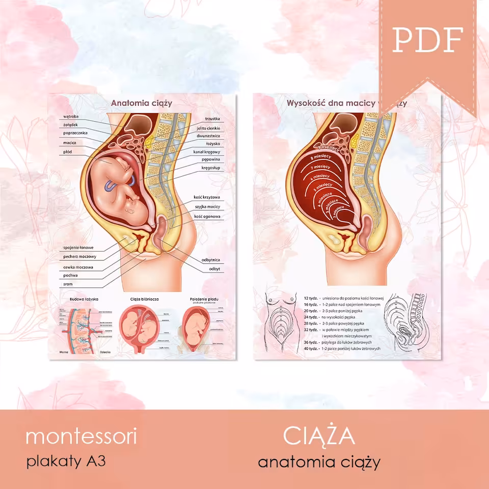 CIĄŻA - Plakaty - Anatomia ciąży