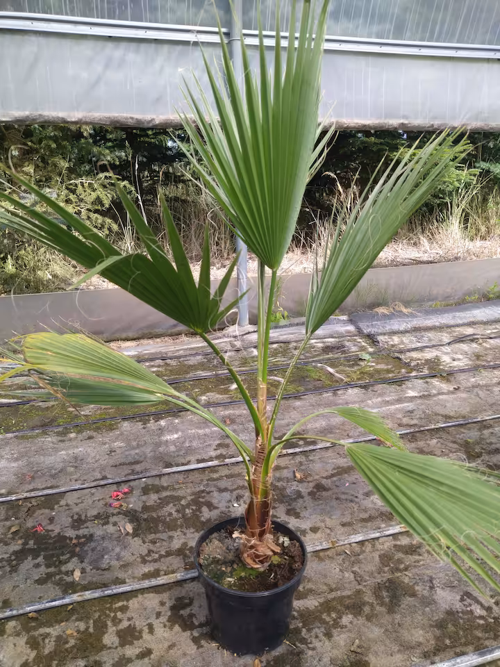 Palma waszyngtonia robusta 120 cm