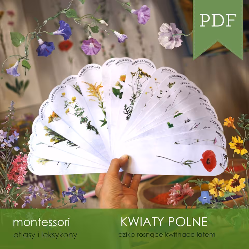 Kwiaty polne - Atlas kwiatów polnych