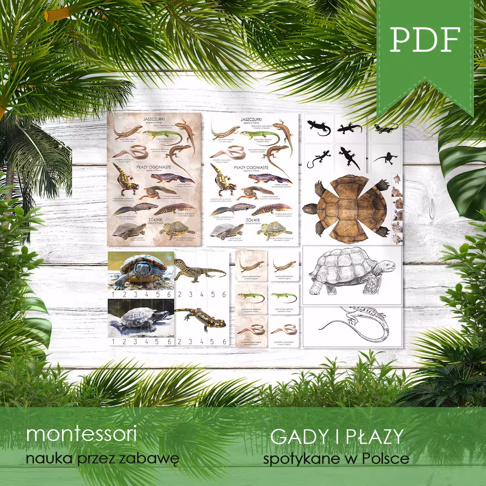 Gady i płazy Polski - Zestaw edukacyjny 3D