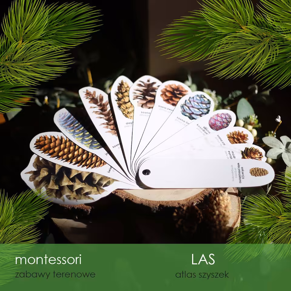 Las - Atlas obrotowy szyszek