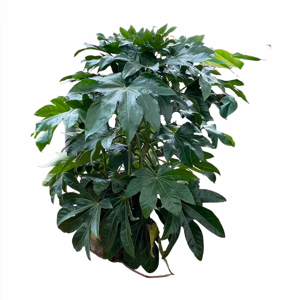 Fatsia japońska don 17