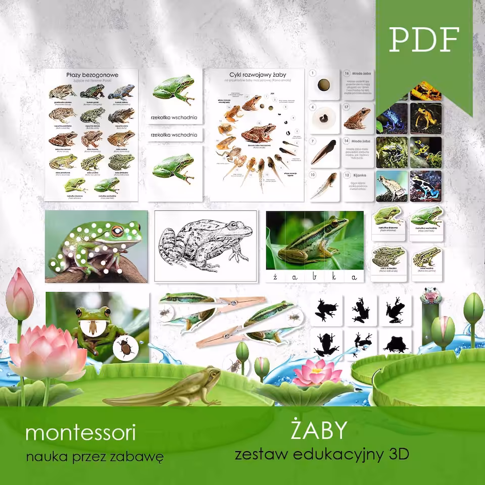 Żaby - Zestaw edukacyjny 3D