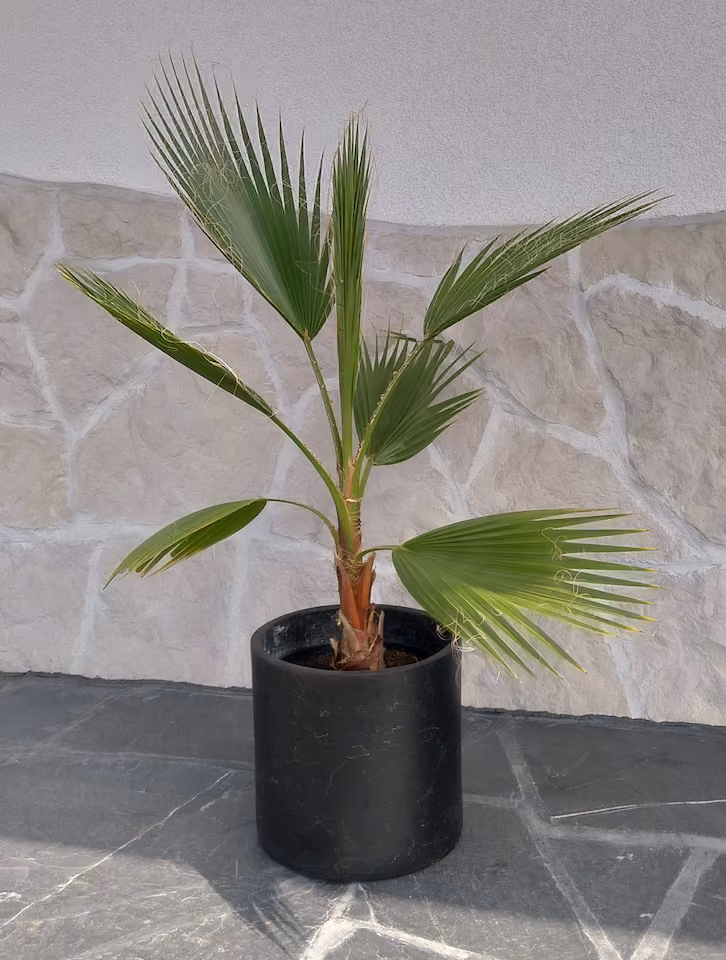 Palma waszyngtonia robusta 100 cm
