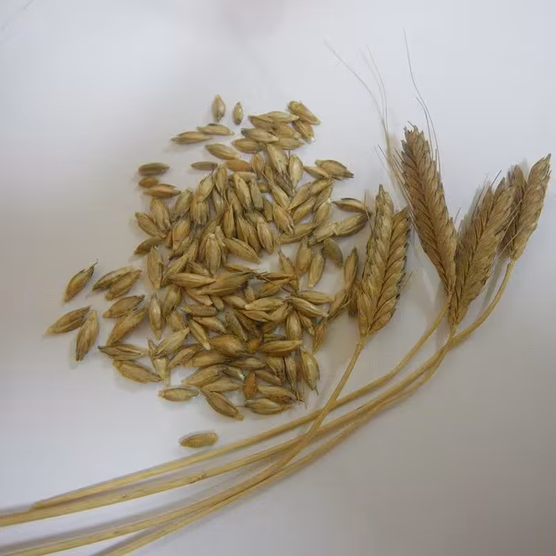 Mieszanka ziaren Samopszy i Płaskurki do kiełkowania na trawę pszeniczną 500g