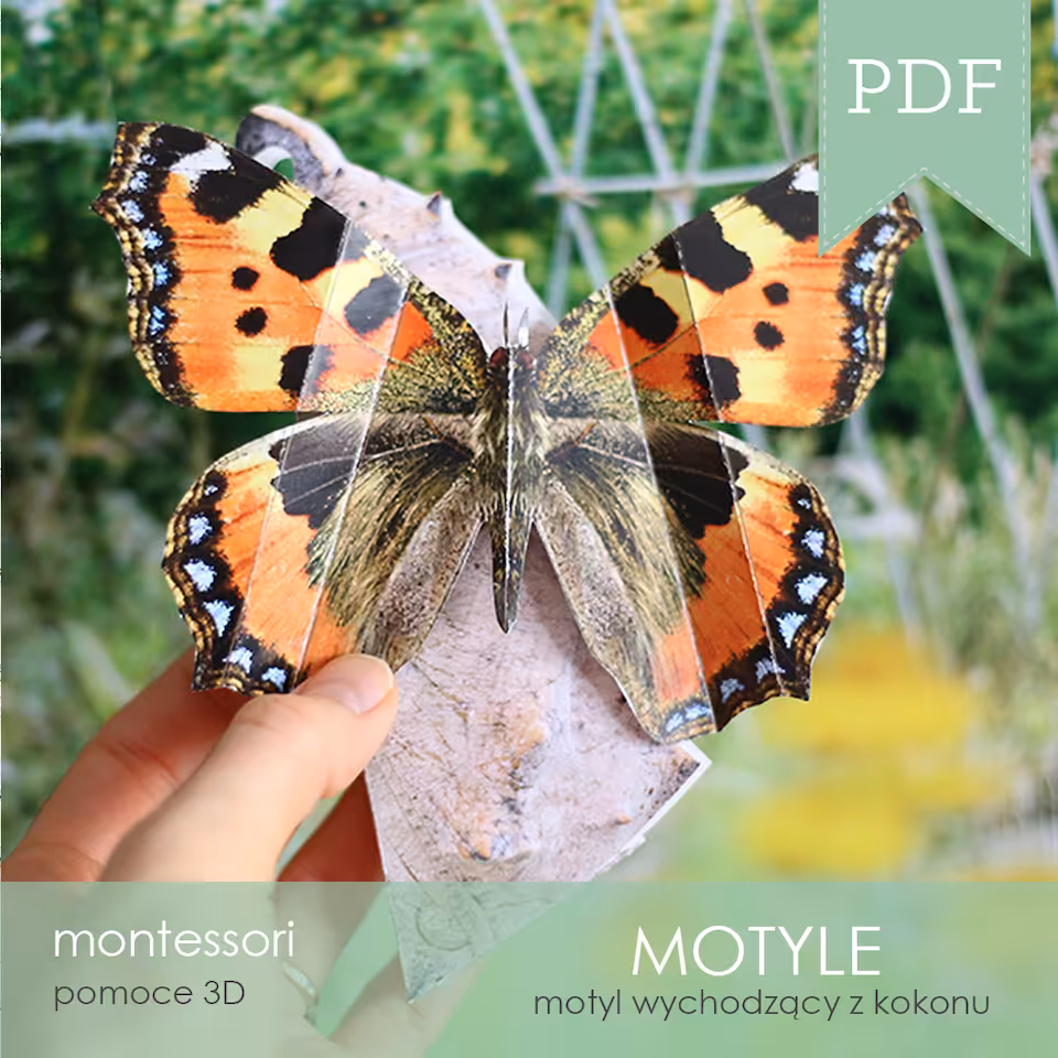 Motyle - Motyl wychodzący z kokonu