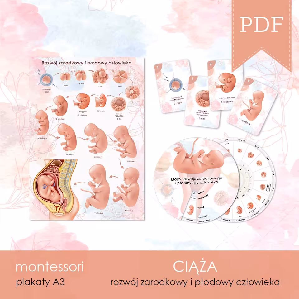 CIĄŻA - Rozwój zarodka i płodu