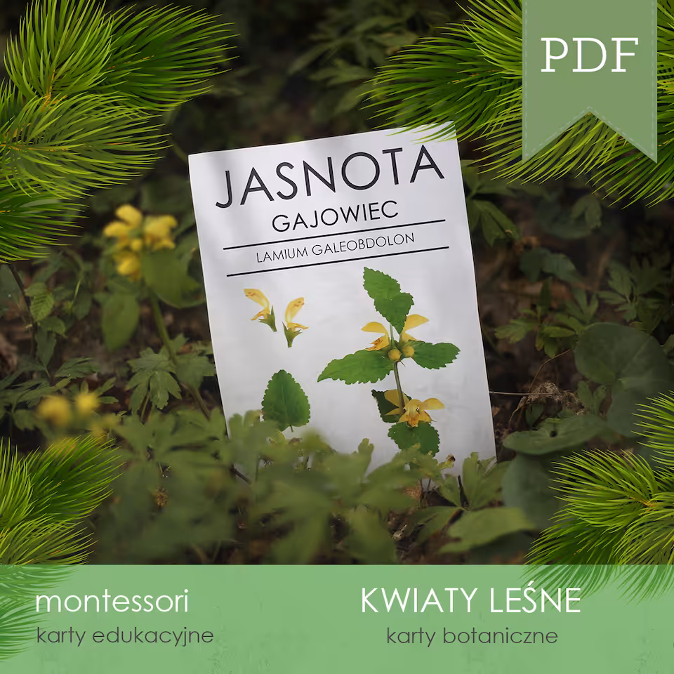 Las - Kwiaty leśne - Karty botaniczne