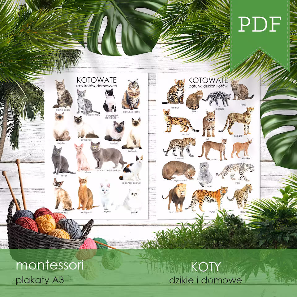Koty - Plakaty