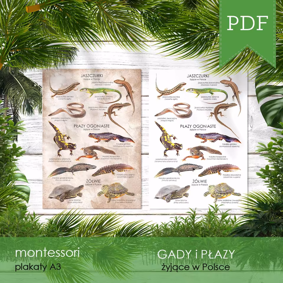 Gady i płazy Polski - Plakaty