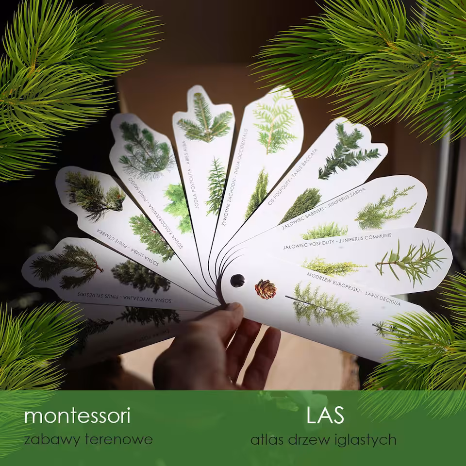 Las - Atlas drzew iglastych