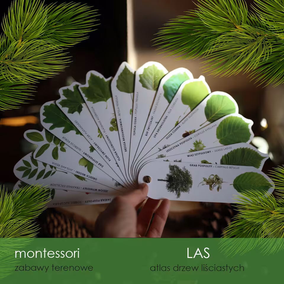 Las -Atlas drzew liściastych