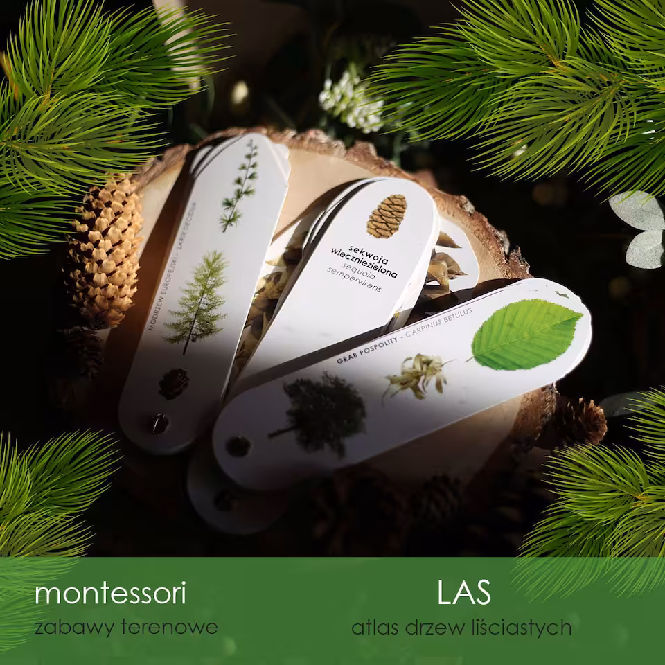Las - Atlas drzew iglastych i liściastych