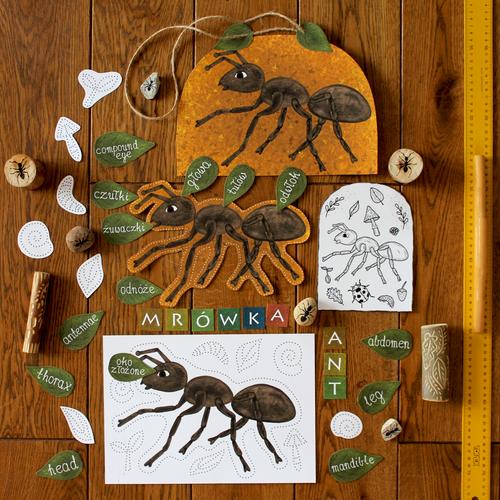 E-book ANATOMIA MRÓWKI Flora i Fauna Montessori